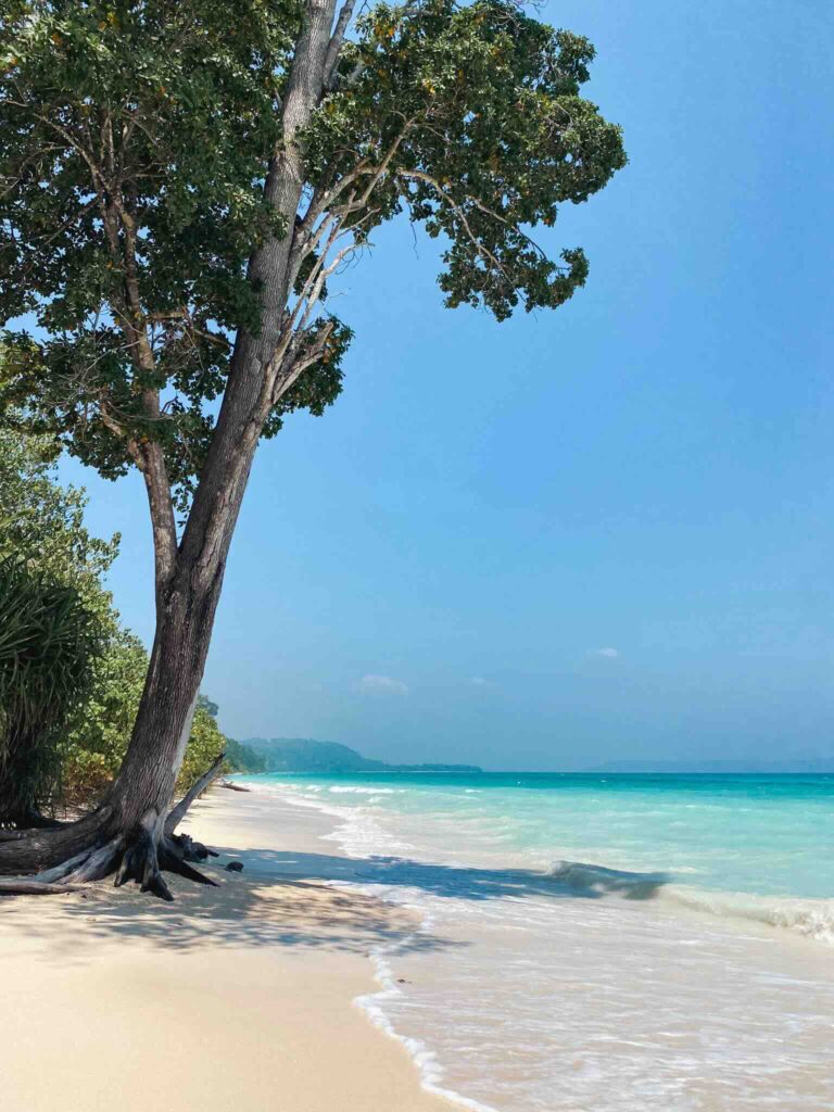 Beautiful tree on a tropical beach at Havelock Island, Andaman and Nicobar Islands, India.