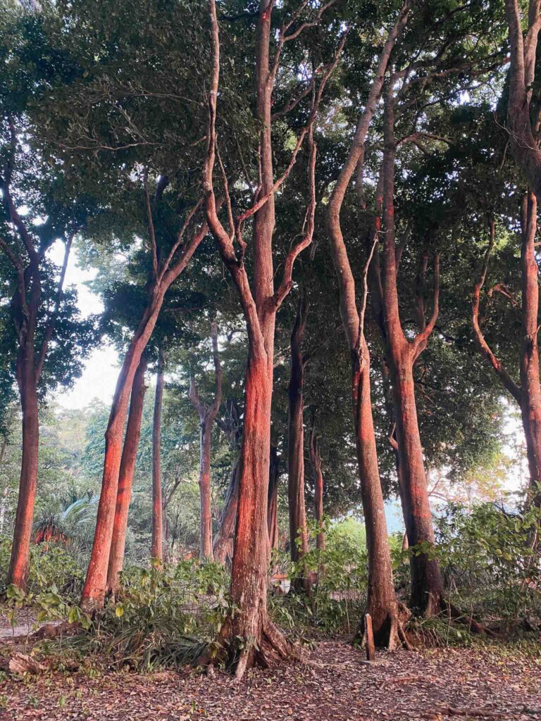 Golden sunlight on the vegetation of Radhanagar Beach.