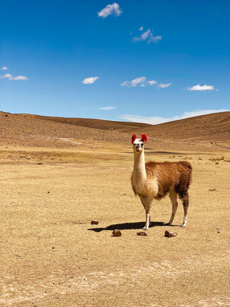 Alpaca in the Andean desert of South Lipez, typical Altiplano wildlife near Salar de Uyuni, Bolivia.