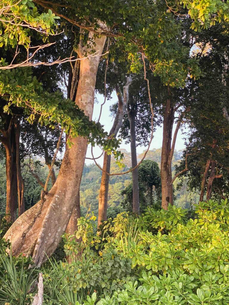 Lush vegetation during a trip to Havelock.
