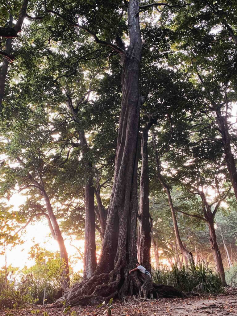 Giant tree behind Radhanagar Beach in Havelock, Andaman and Nicobar Islands, India.