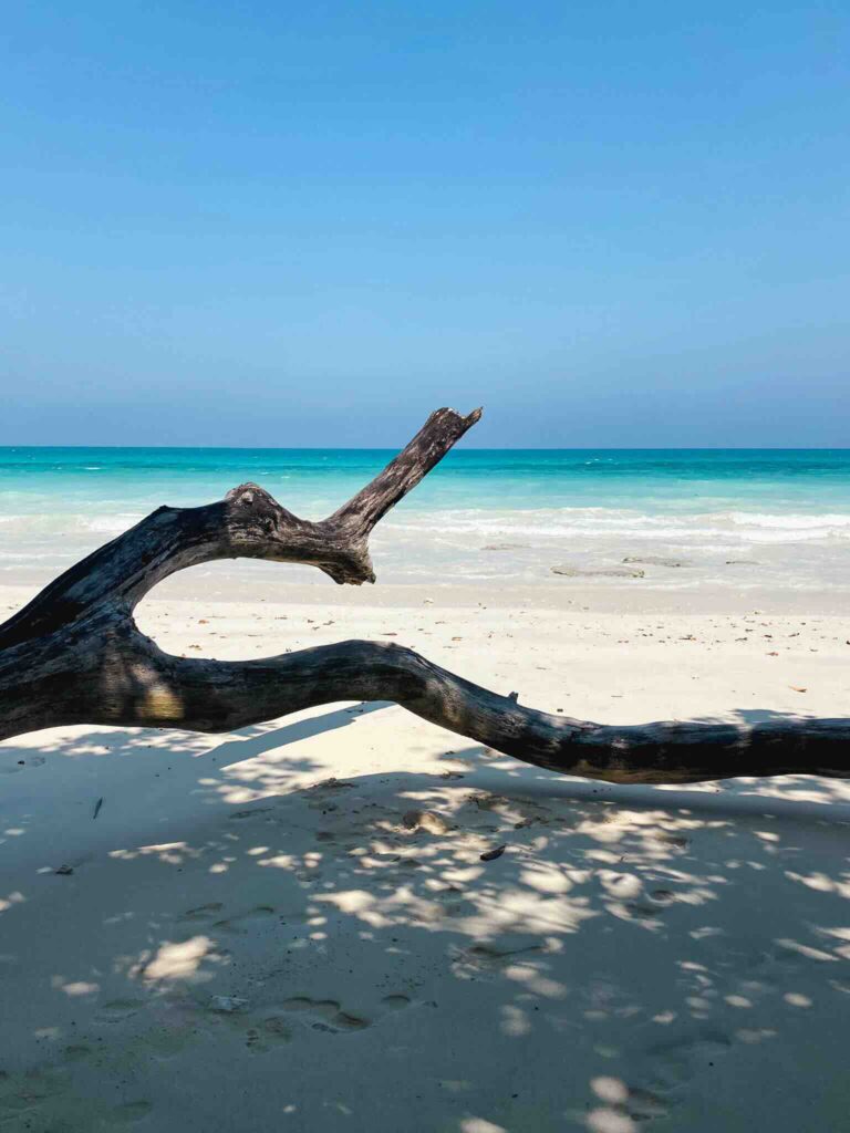 Paradise beach with tree trunk and turquoise water at Havelock, India.