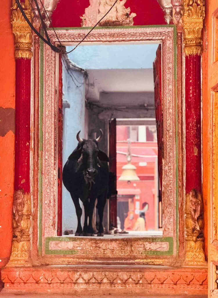 Typical scene in Varanasi with a sacred cow in the city.