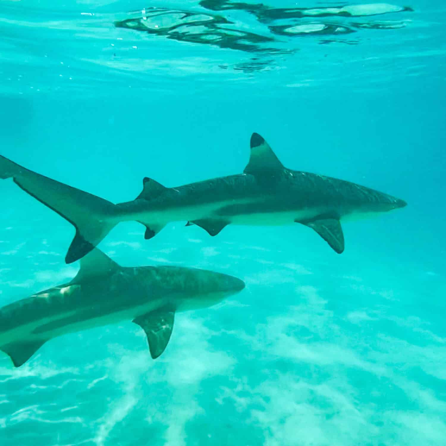 Requins à pointes noires nageant dans le lagon de Moorea.