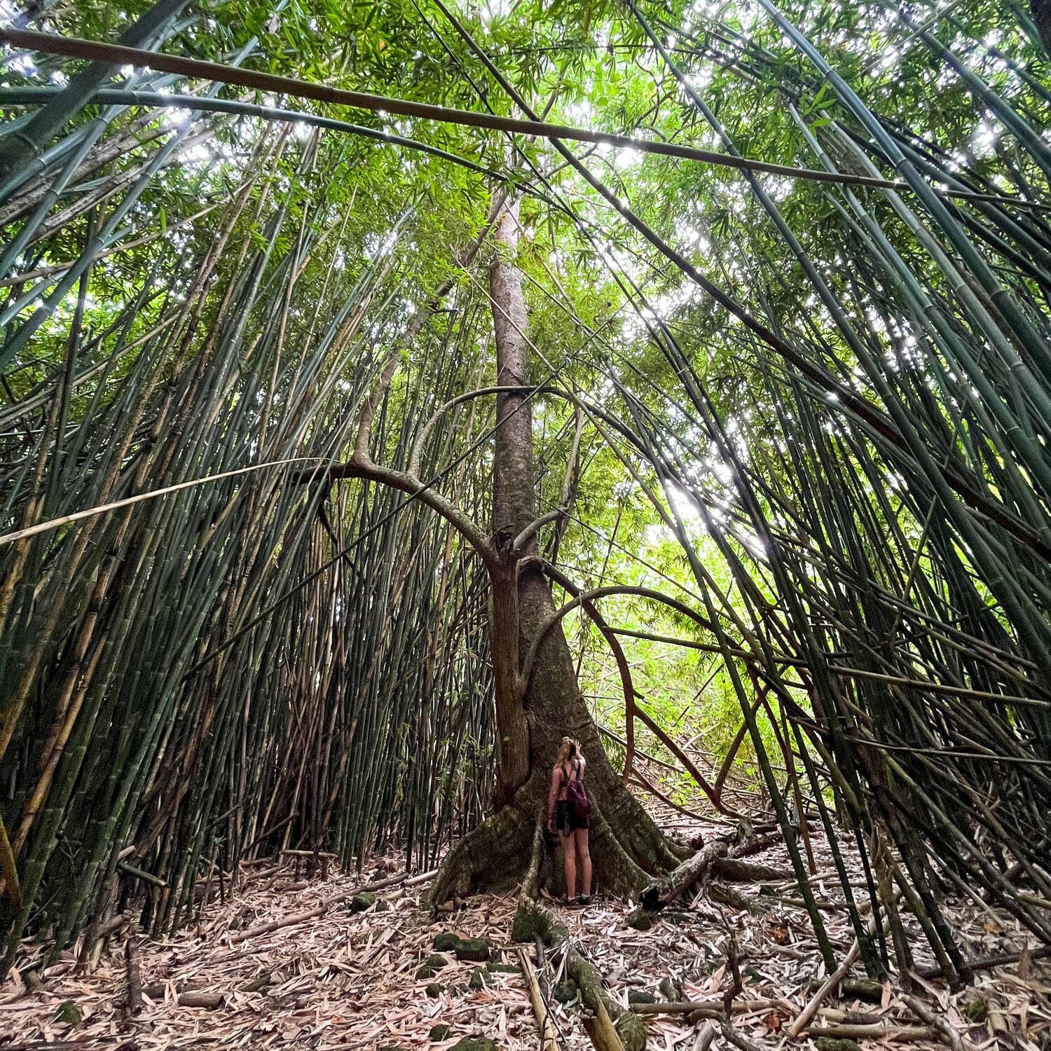 Végétation luxuriante lors de la randonnée du col des Trois Cocotiers à Moorea, Polynésie française.