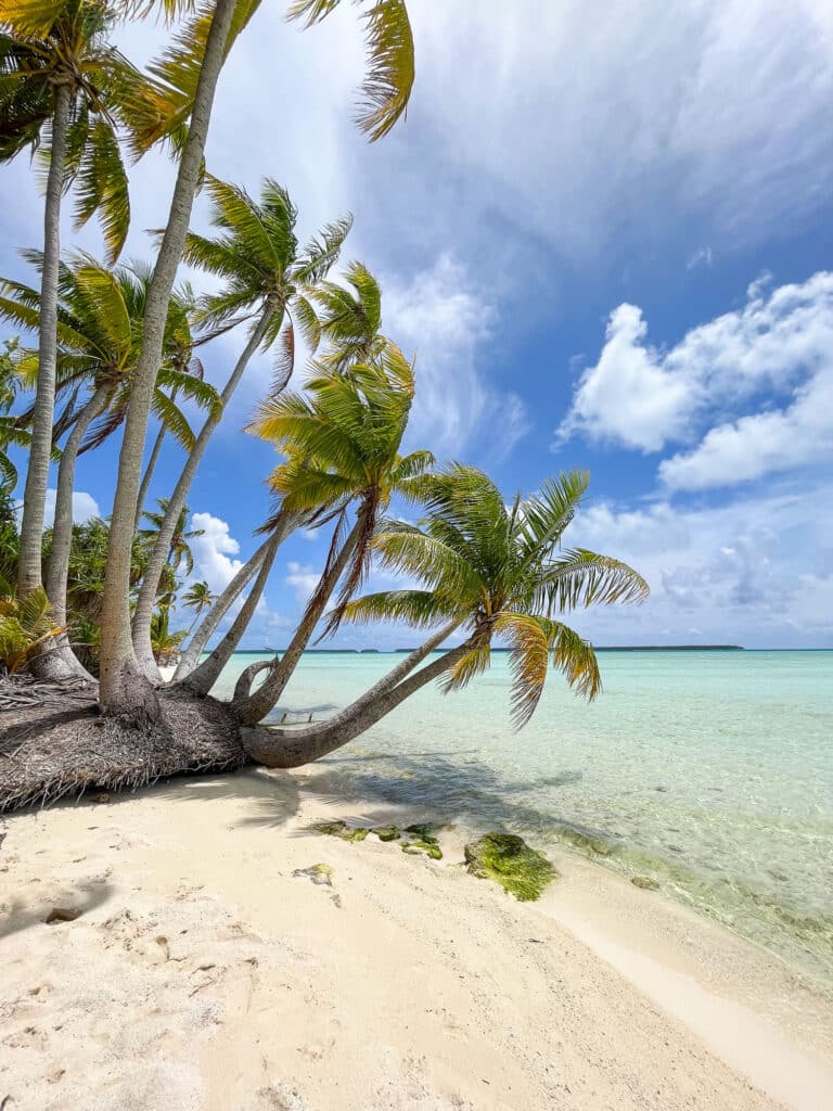 Plage de sable blanc avec cocotiers et lagon turquoise de Tetiaroa.