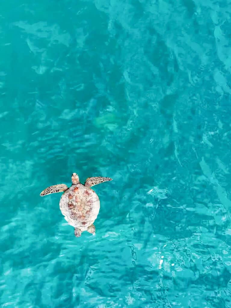 Vue du drone d'une tortue nageant dans les eaux turquoise de Thomas Island en Australie.