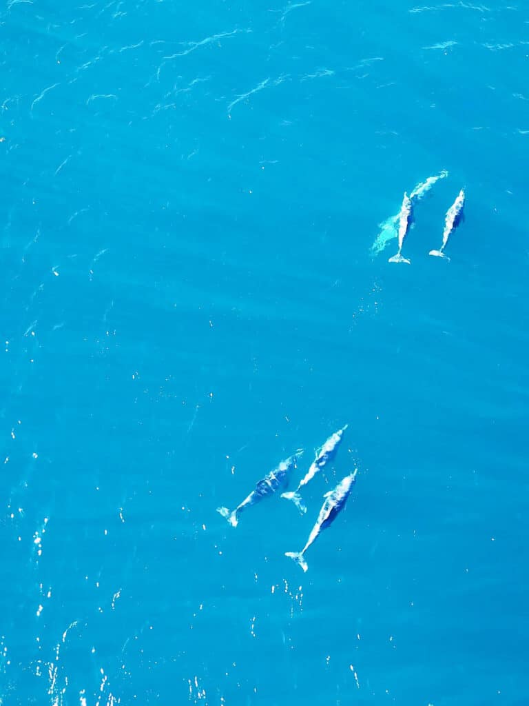 Vue drone de dauphins nageant près du bateau dans les eaux des Whitsundays, bateau stop Australie.