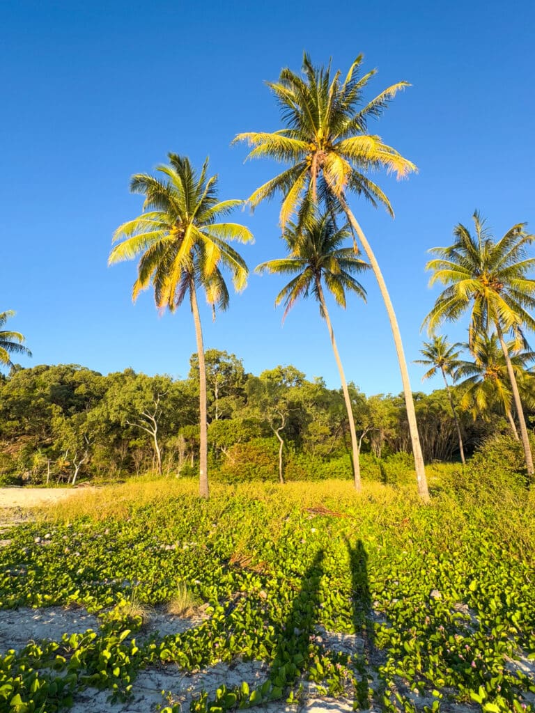 Cocotiers dans le Queensland lors d'un boat trip dans les Whitsundays.