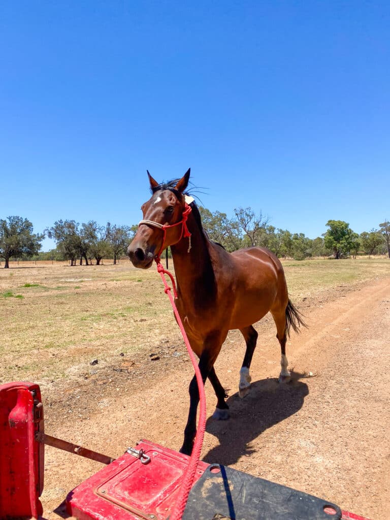 Cheval lors d'une expérience en ferme dans un élevage de chevaux de courses. 