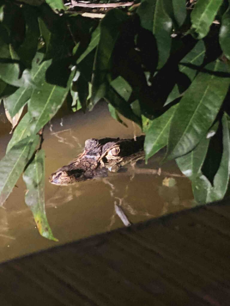 Caiman glimpsed at night in the water, Peru Amazon rainforest.