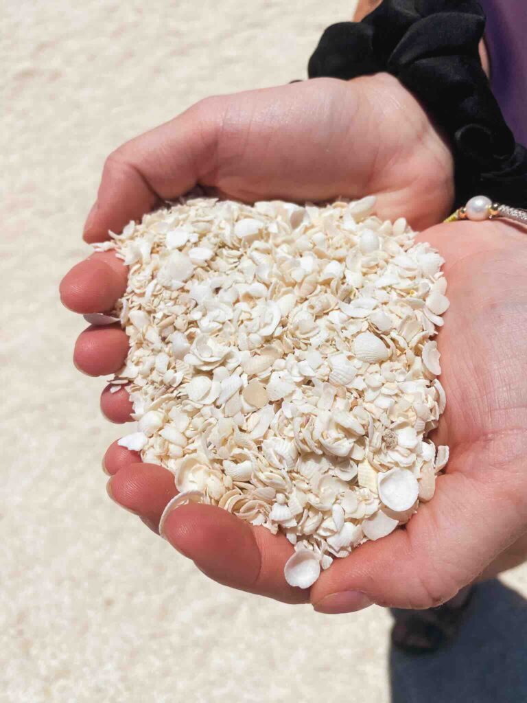 Shells at Shell Beach, a beach entirely made of shells, during a Perth to Exmouth road trip, Western Australia.
