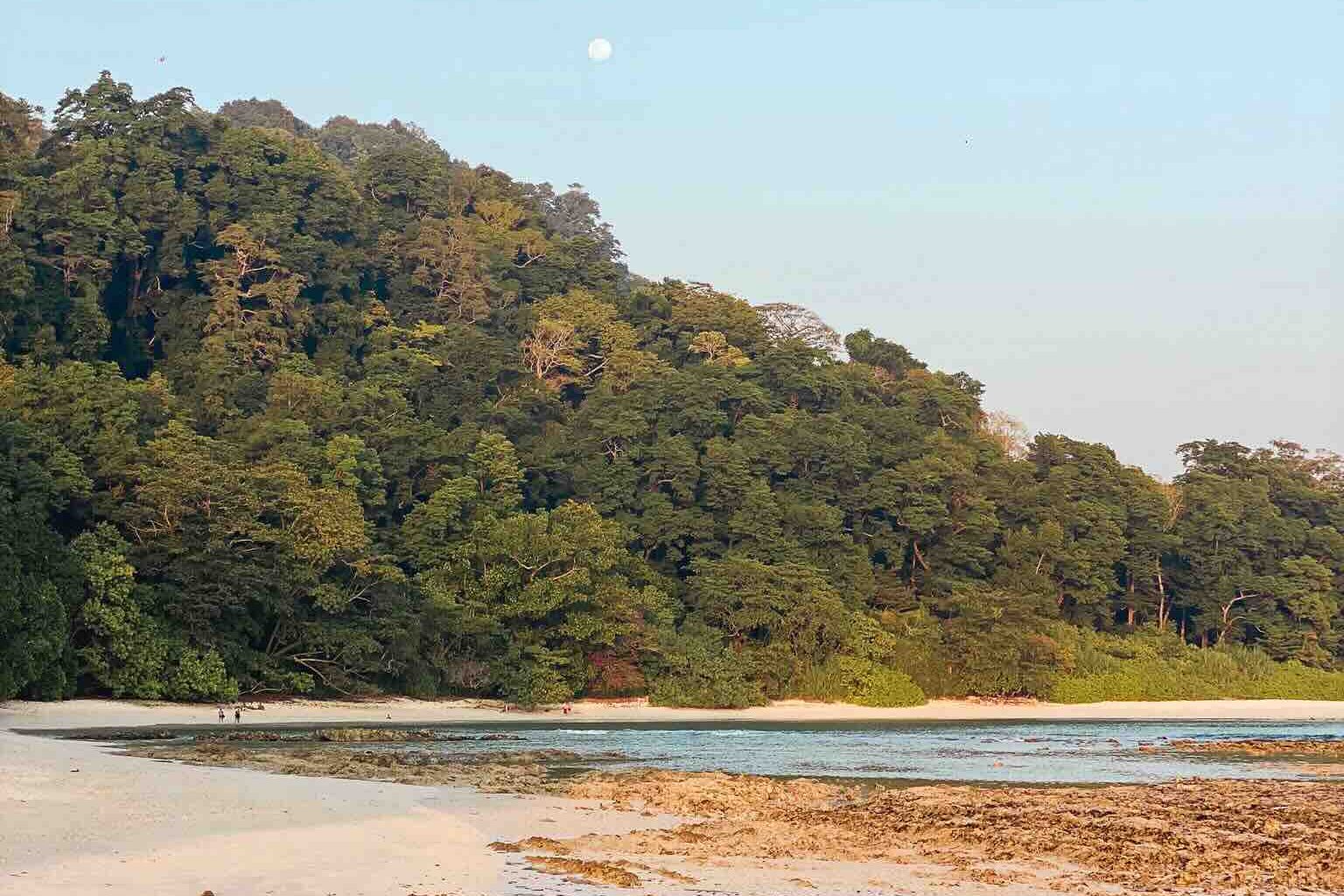 Lush vegetation at sunset at Radhanagar Beach, Havelock.