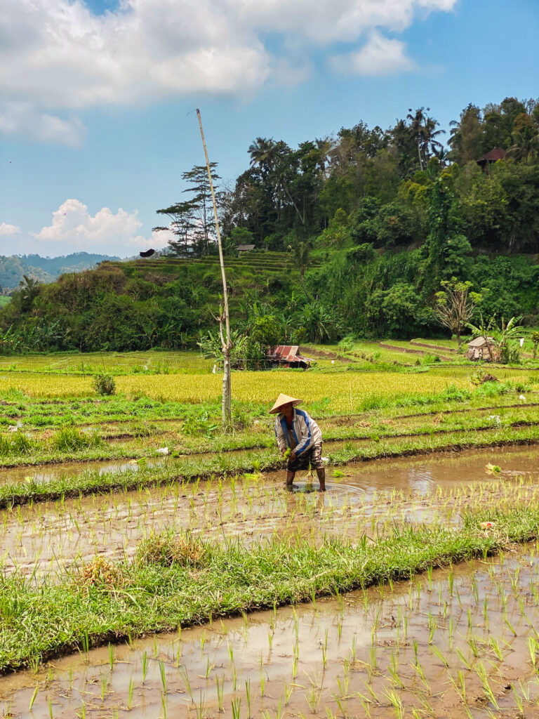 Man working in the rice fields of Sidemen, Bali.