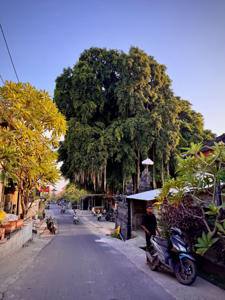 Stroll along a street in Nusa Lembongan lined with a majestic tree.