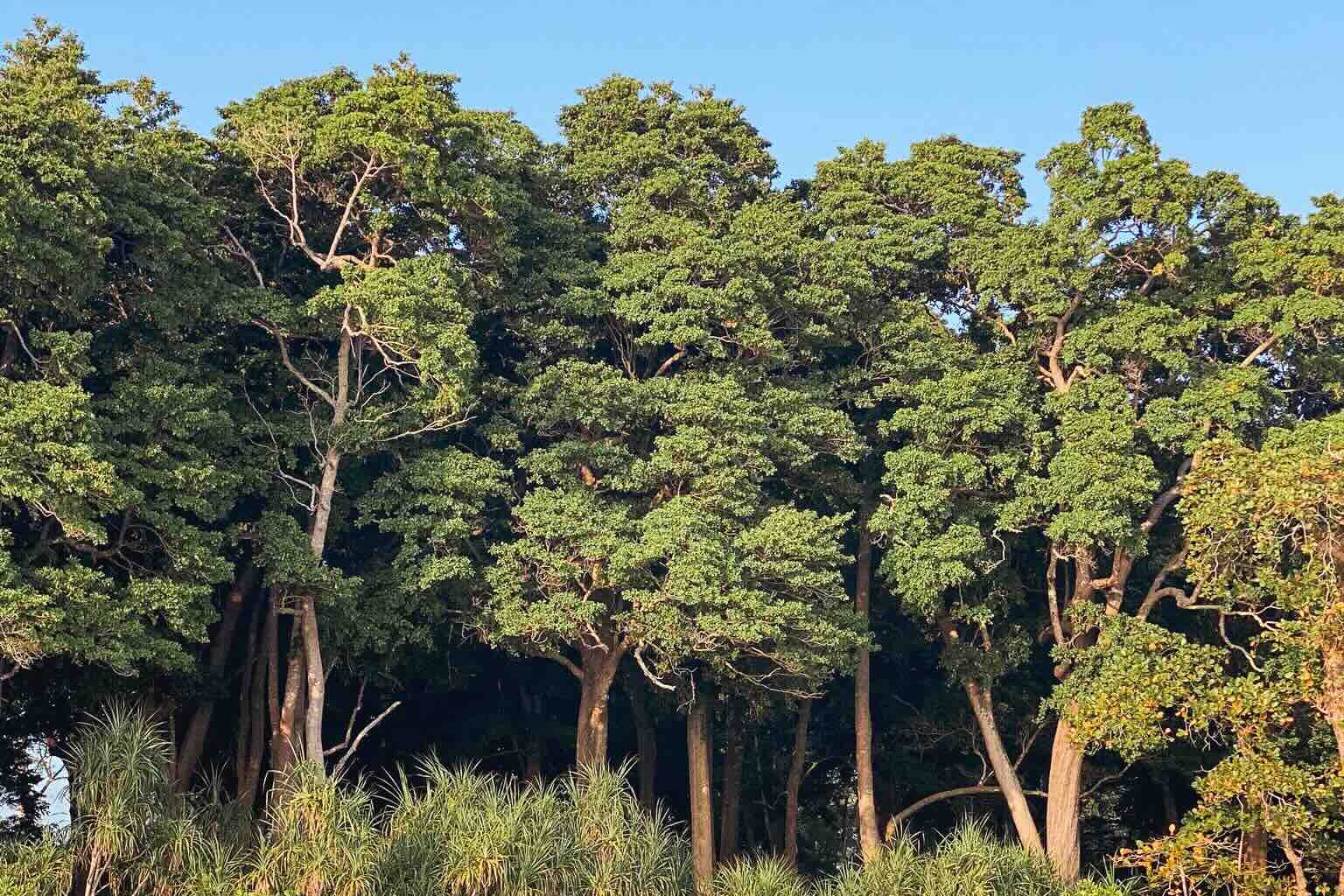 Beautiful vegetation behind Radhanagar Beach in Havelock, Andaman and Nicobar Islands – India.