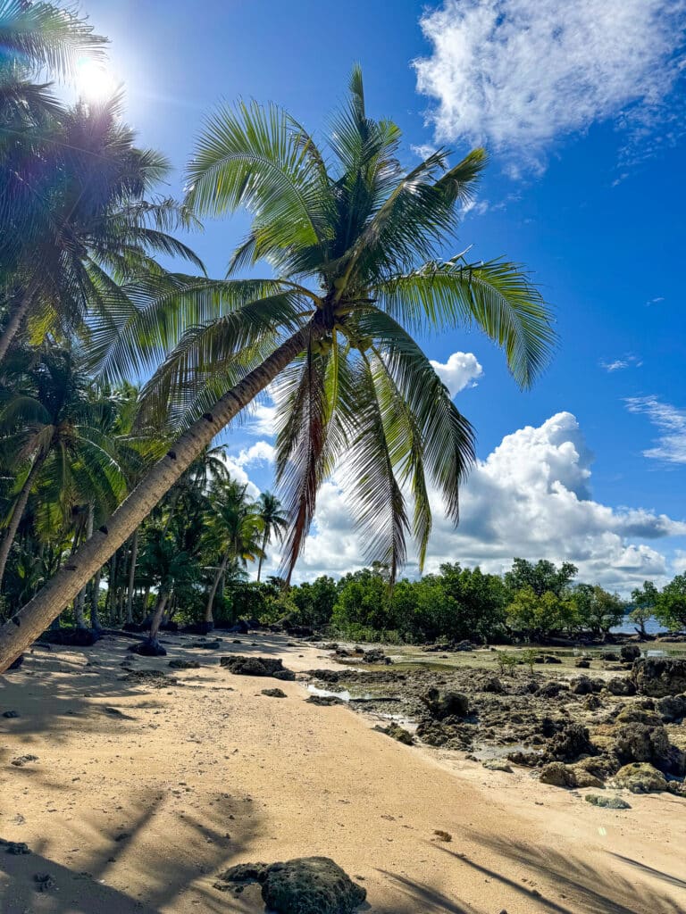 Cocotier sur la plage à Siargao.
