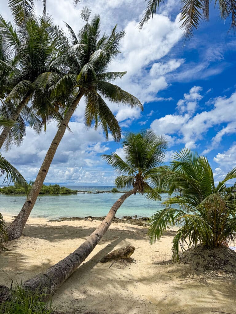 Cocotiers sur la plage, Siargao. 