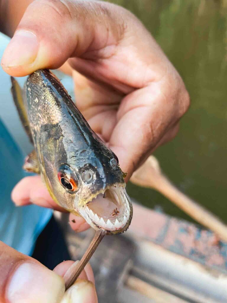 Piranha caught in the Amazon rainforest near Puerto Maldonado, Peru.