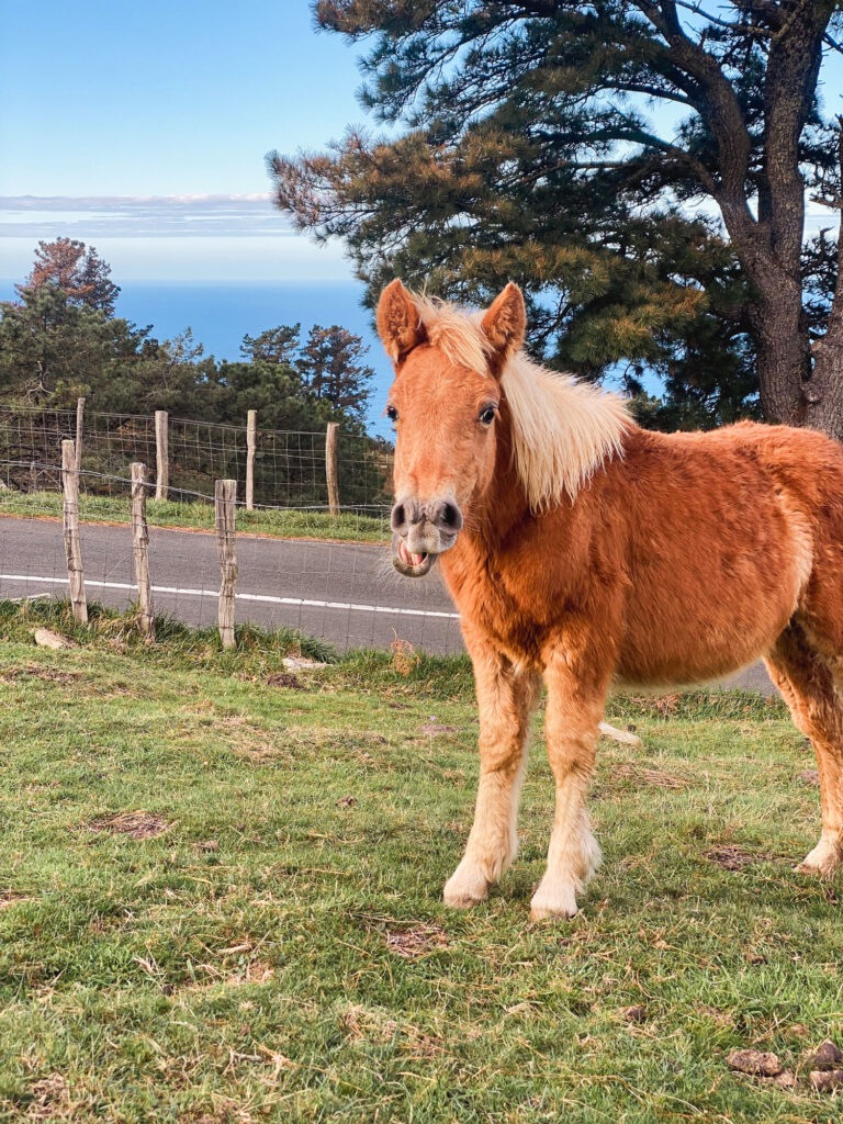Pottok, a small Basque horse, in a green meadow in the Basque Country
