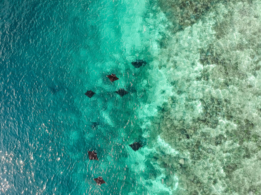 Manta rays seen by drone in the crystal-clear waters of Nusa Penida, Bali.
