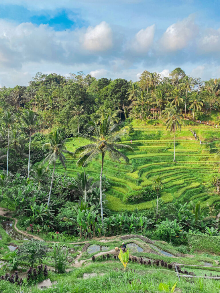 Tegalalang rice terraces in Ubud, Bali.