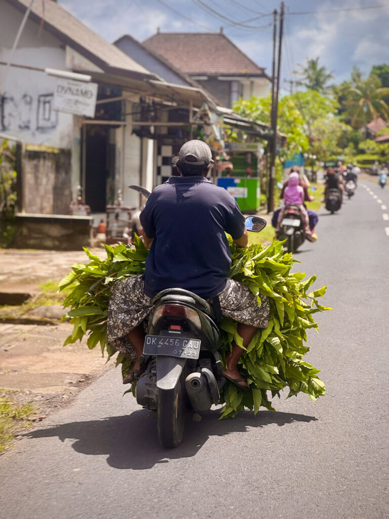 Local transporting plants on a scooter in Bali.