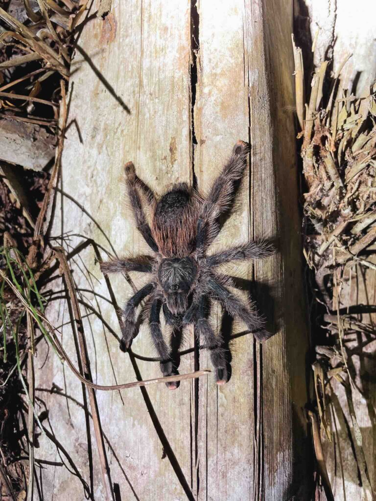 Tarantula in the Peruvian Amazon rainforest.