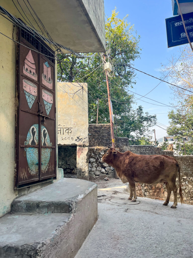 Cow walking through a street in Rishikesh, India