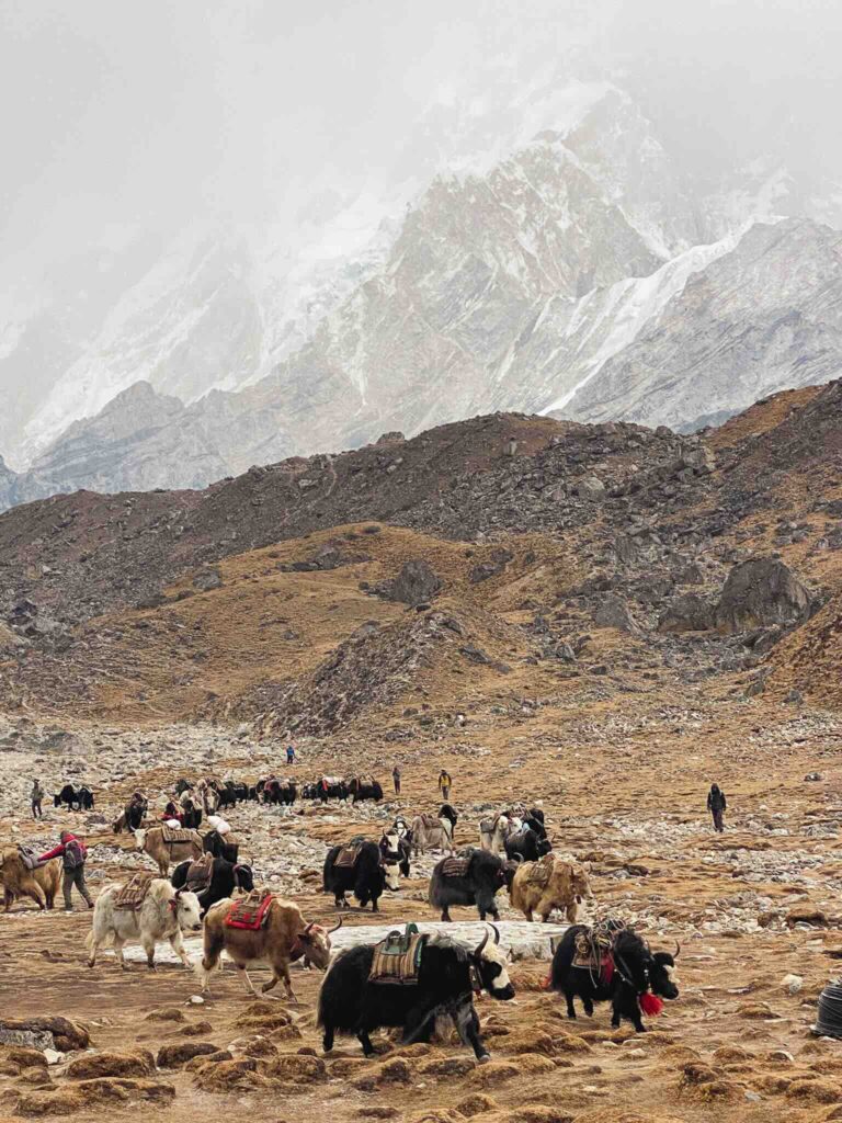 Yaks crossing Gorakshep, Himalayan village in Nepal, with majestic mountains in the background, during the Everest Base Camp and Three Passes Trek.