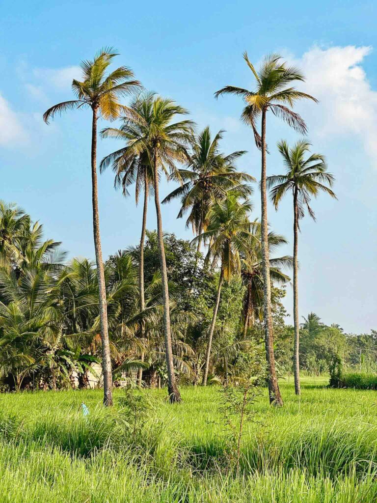 Tropical landscape in Sri Lanka: lush green fields with coconut trees.