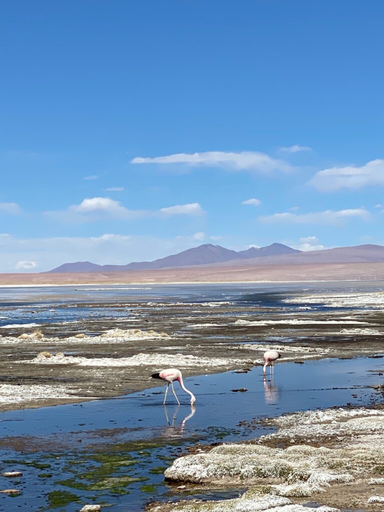 Pink flamingos in a lagoon of the South Lipez, Bolivia.