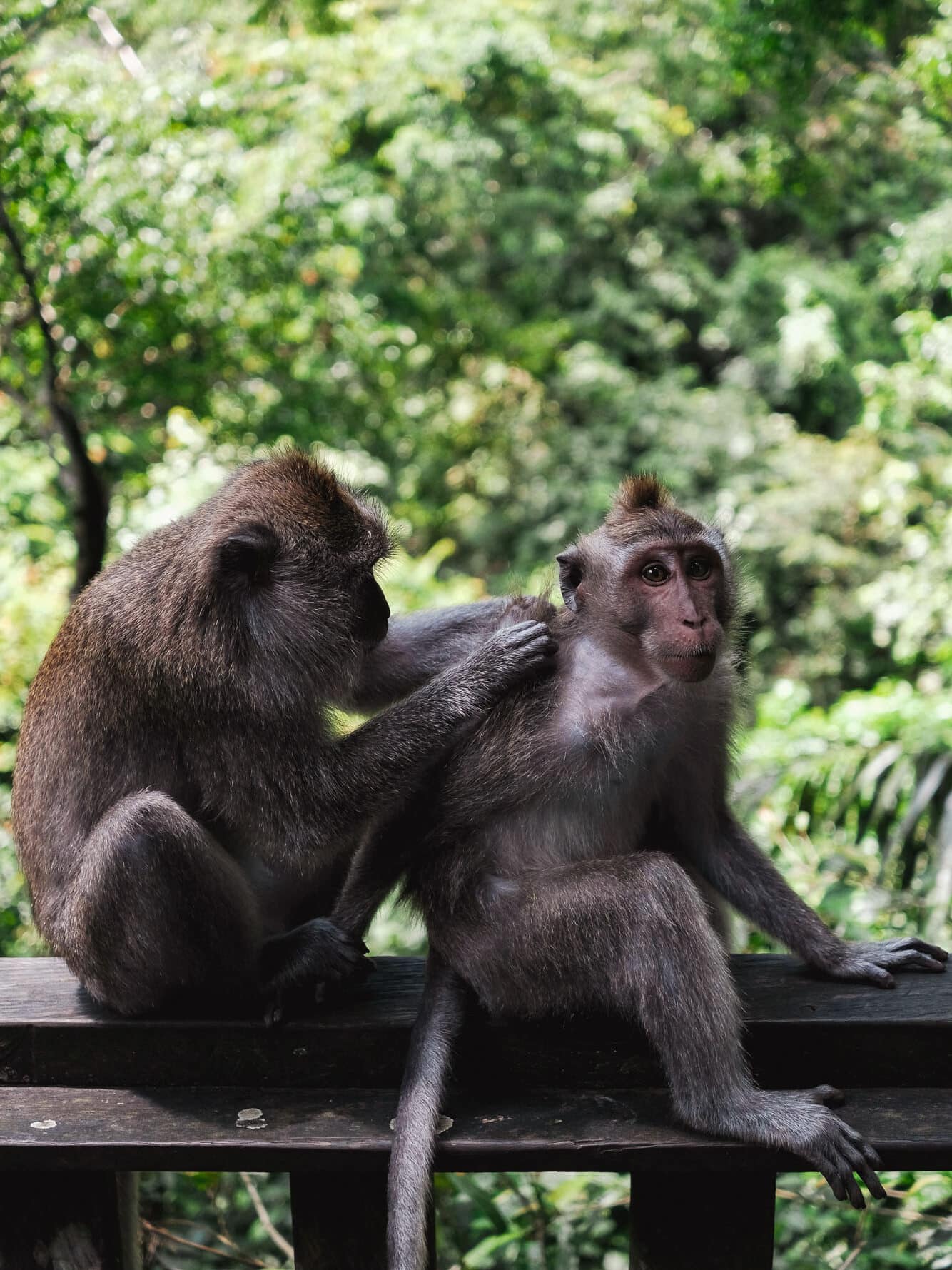 Singes dans la forêt des singes à Ubud, Bali.