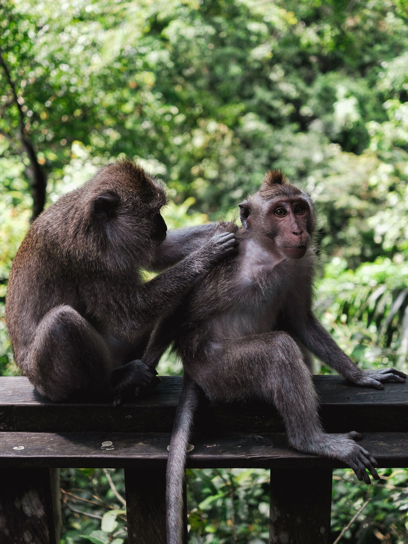 Monkeys in the Monkey Forest in Ubud, Bali.